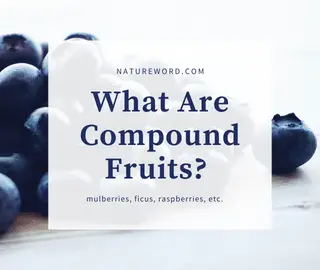 Compound Fruits